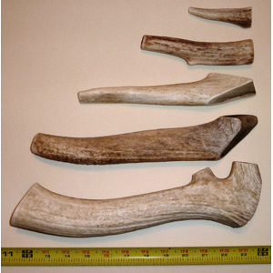 are deer antler dog chews safe